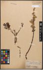 Salix canariensis C. Sm. ex Link
